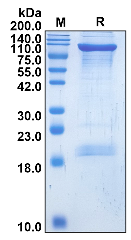 Recombinant Human Signal transducer and activator of transcription 3(STAT3)
